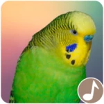 canto perico australiano android application logo